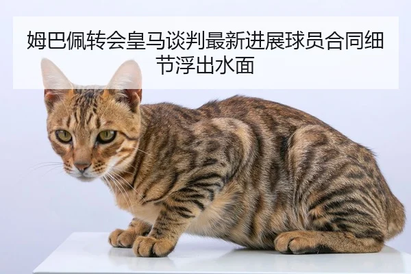 mu-ba-pei-zhuan-hui-huang-ma-tan-pan-zui-xin-jin-zhan-qiu-yuan-he-tong-xi-jie-fu-chu-shui-mian-1-850.jpg